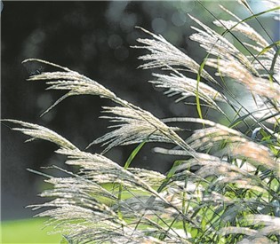 Ein Ort zum Staunen und Erholen - Het Tuinpad Op / In Nachbars Garten