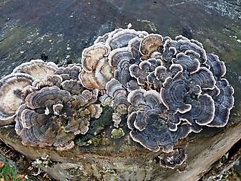 Prachtvolle Pilze & Porlinge - Het Tuinpad Op / In Nachbars Garten