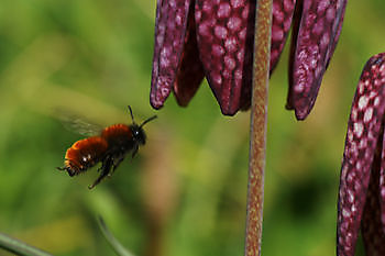  - Het Tuinpad Op / In Nachbars Garten