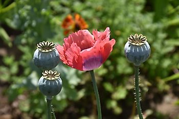 Sommerkontakttag 2022 - Het Tuinpad Op / In Nachbars Garten