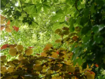  - Het Tuinpad Op / In Nachbars Garten