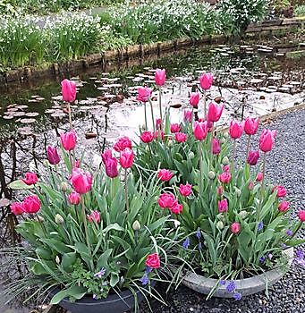 Frühling 2024 bei "Tuinfleur" - Het Tuinpad Op / In Nachbars Garten
