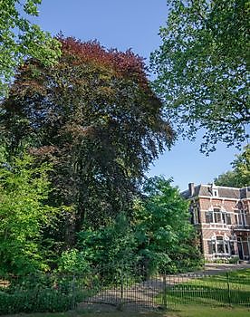 Rode beuk in Smilde strijdt voor nationale titel 'De boom van het jaar' - Het Tuinpad Op / In Nachbars Garten