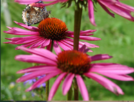 Klein Flora Westerwolde Sellingen