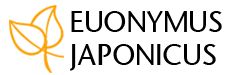 Euonymus japonicus Lunteren