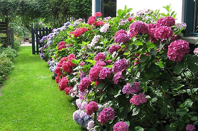 De Groene Weelde Drouwenermond - Het Tuinpad Op / In Nachbars Garten