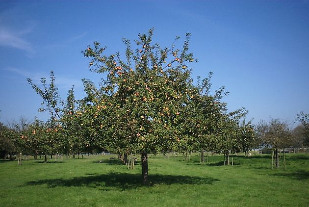 Burg Verhildersum Leens