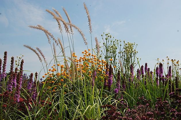  - Het Tuinpad Op / In Nachbars Garten