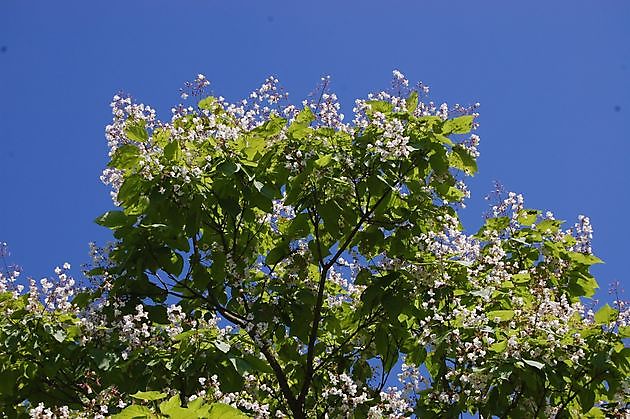  - Het Tuinpad Op / In Nachbars Garten