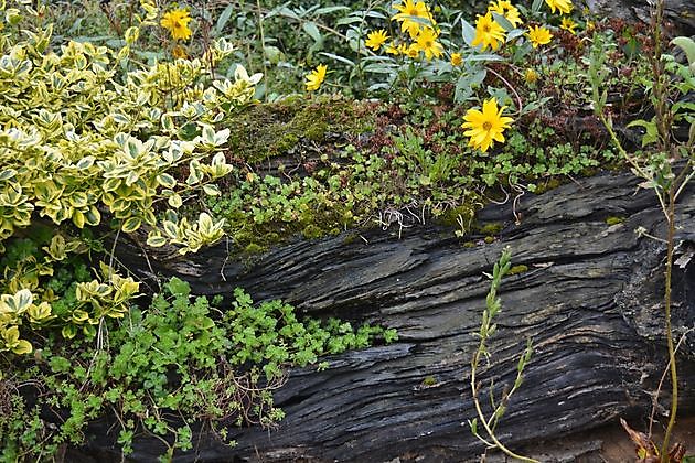 Bauerngarten des Heimatvereins Oberlangen Oberlangen