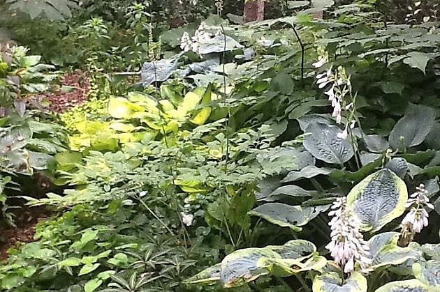 Cocky Stottelaar Peize - Het Tuinpad Op / In Nachbars Garten