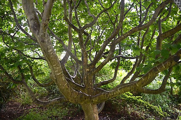Arboretum Westeresch Vlagtwedde - Het Tuinpad Op / In Nachbars Garten