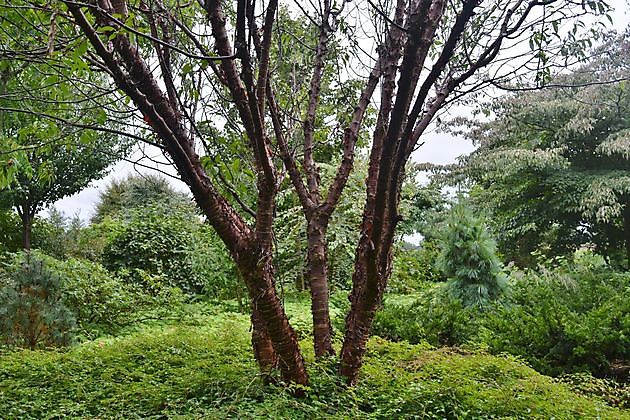 Arboretum Westeresch Vlagtwedde