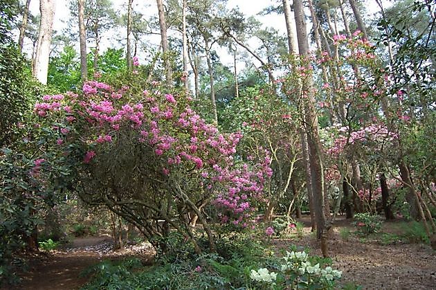  - Het Tuinpad Op / In Nachbars Garten