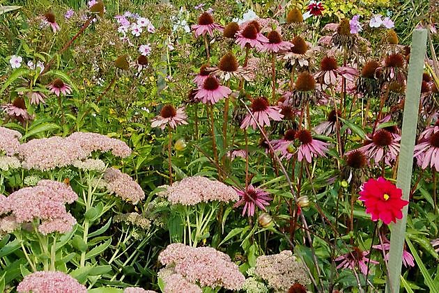  - Het Tuinpad Op / In Nachbars Garten