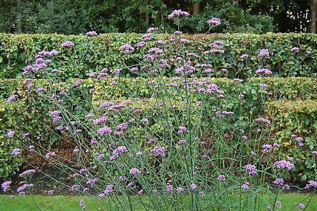  - Het Tuinpad Op / In Nachbars Garten