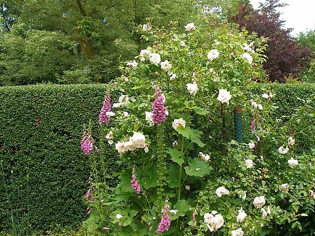 Arns Gartenidylle Papenburg