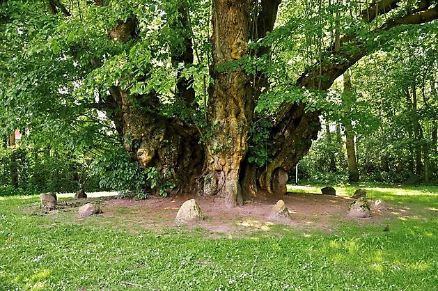 1000-jarige Linde Dörpen-Heede - Het Tuinpad Op / In Nachbars Garten