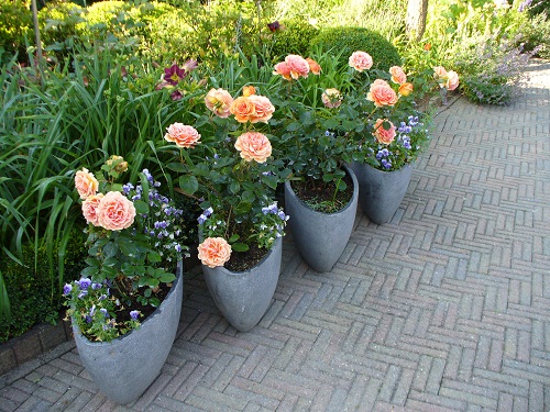 Tuin Lourens Stadskanaal - Het Tuinpad Op / In Nachbars Garten