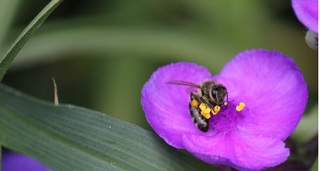 Tuin Meyer Varel-Altjührden