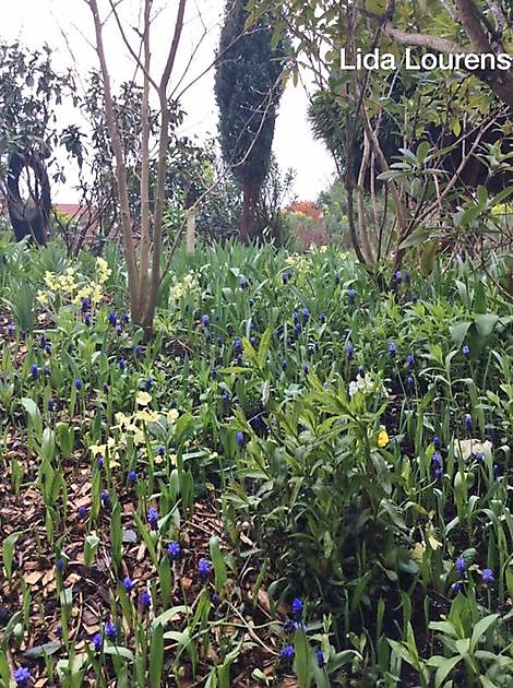 Tuin Lourens Stadskanaal - Het Tuinpad Op / In Nachbars Garten
