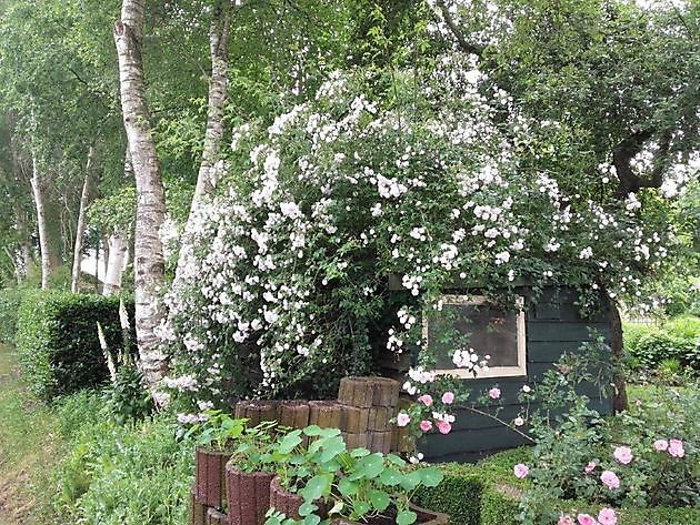 De Kikkerhoek De Krim, Hardenberg - Het Tuinpad Op / In Nachbars Garten
