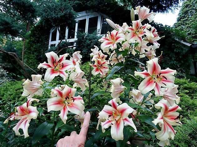  - Het Tuinpad Op / In Nachbars Garten