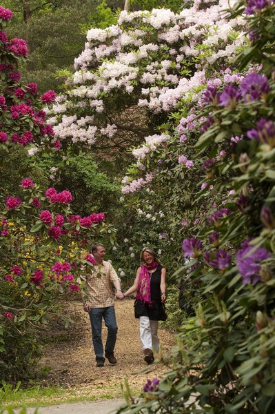 Farbenrausch im Blütenmeer -  Hobbie Rhododendronpark Westerstede-Petersfeld