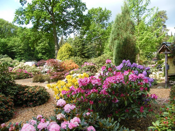Farbenrausch im Blütenmeer -  Hobbie Rhododendronpark Westerstede-Petersfeld - Het Tuinpad Op / In Nachbars Garten