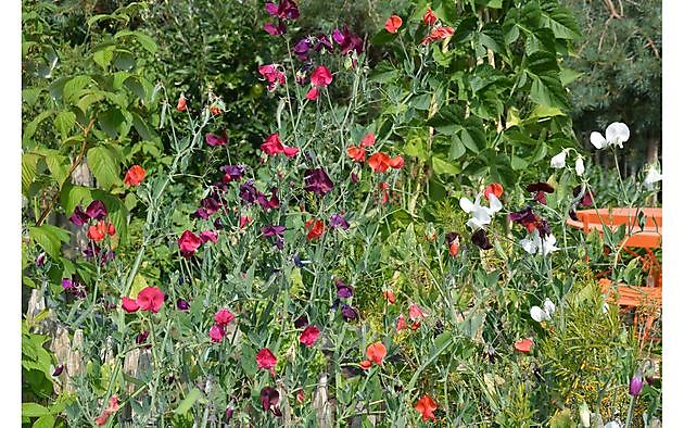 Der Garten von Helen Buwalda Groningen