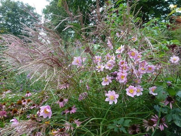 Tuin aan de Weserdijk Nordenham - Het Tuinpad Op / In Nachbars Garten