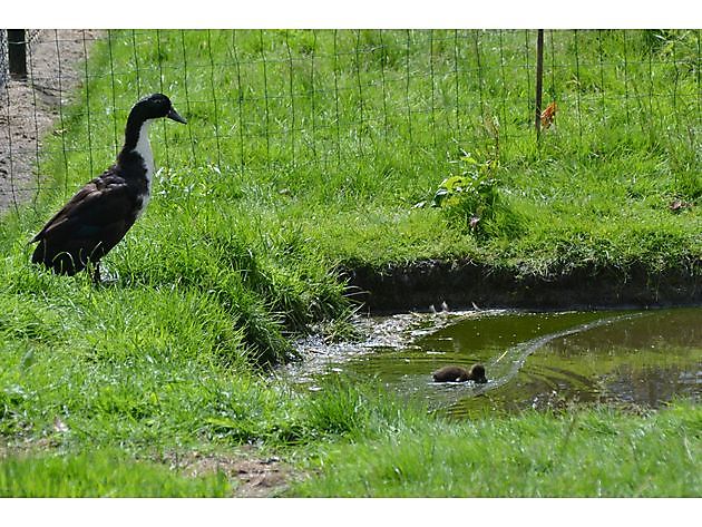  - Het Tuinpad Op / In Nachbars Garten