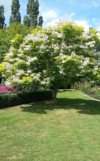 De Tuinfluiter Veenoord - Het Tuinpad Op / In Nachbars Garten