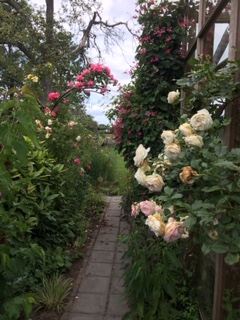 De Rode Melde Hijken - Het Tuinpad Op / In Nachbars Garten