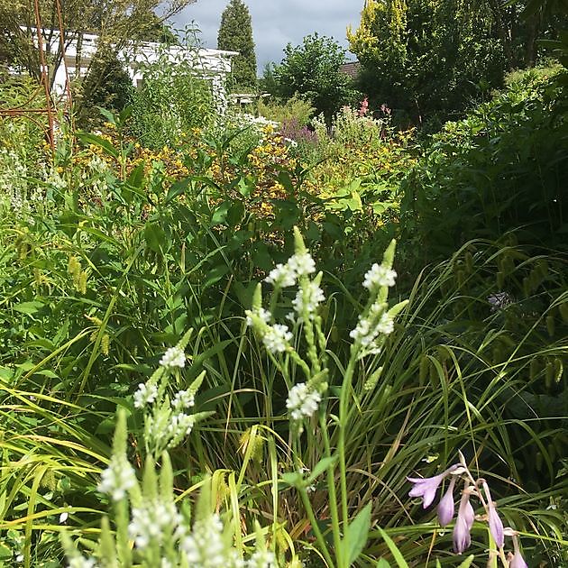 Garten und Atelier Inez van Schooneveld Bunde - Het Tuinpad Op / In Nachbars Garten