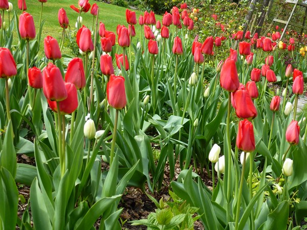 Tuin aan de Weserdijk Nordenham - Het Tuinpad Op / In Nachbars Garten