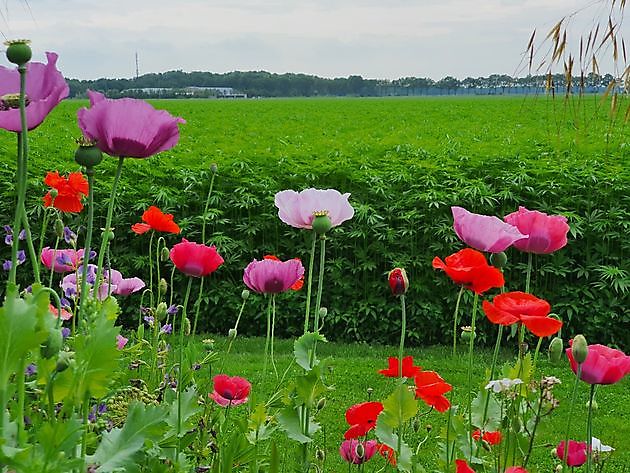 Tuin Nauta de Blaauw Slochteren