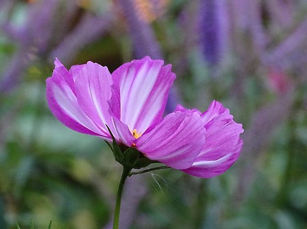  - Het Tuinpad Op / In Nachbars Garten