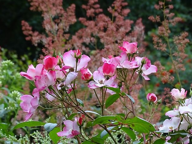  - Het Tuinpad Op / In Nachbars Garten