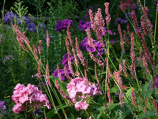 De Houtstek Blijham - Het Tuinpad Op / In Nachbars Garten