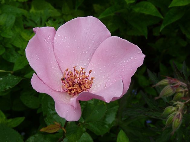  - Het Tuinpad Op / In Nachbars Garten