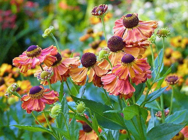  - Het Tuinpad Op / In Nachbars Garten