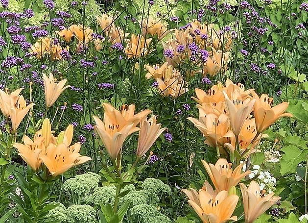  - Het Tuinpad Op / In Nachbars Garten