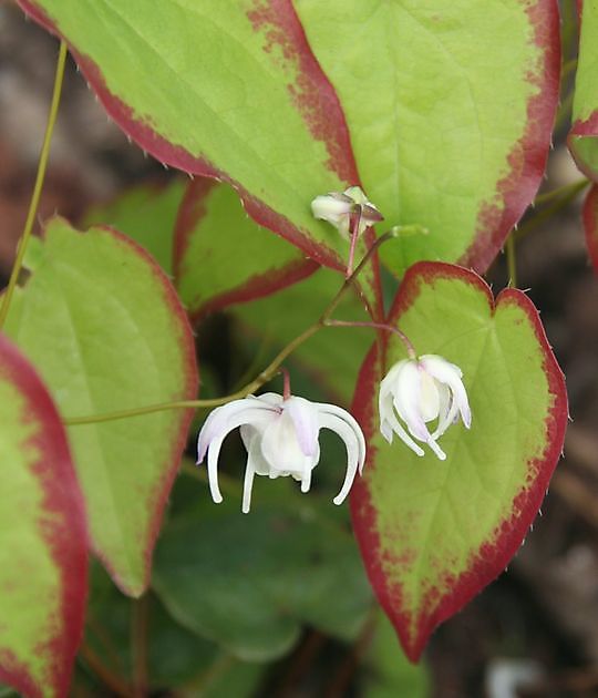 Jan Wilde een Tuin Westerlee