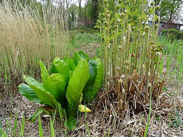 Jan Wilde een Tuin Westerlee - Het Tuinpad Op / In Nachbars Garten