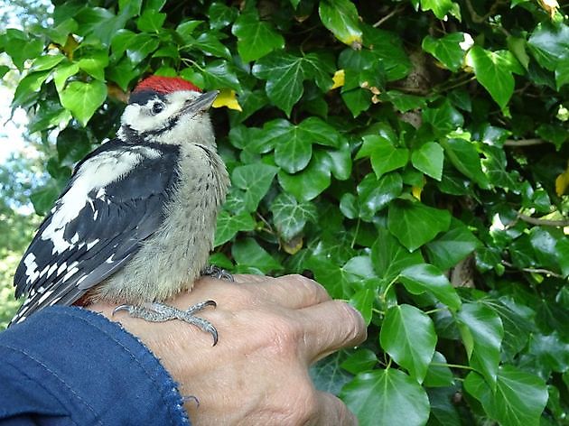  - Het Tuinpad Op / In Nachbars Garten