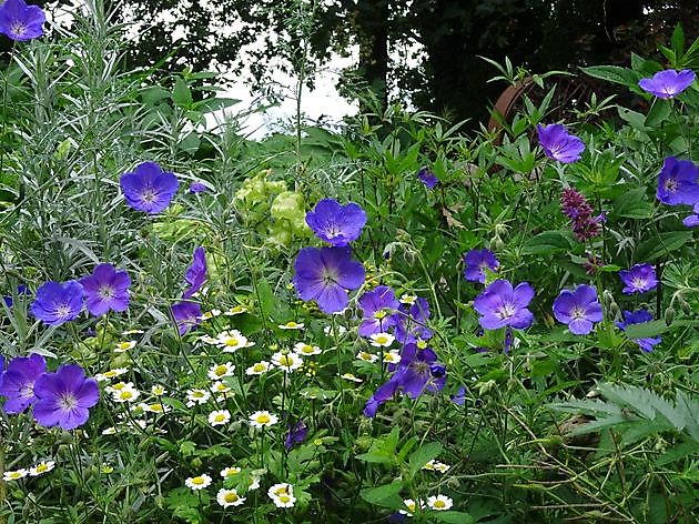 Jan Wilde een Tuin Westerlee