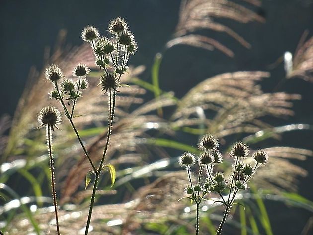  - Het Tuinpad Op / In Nachbars Garten