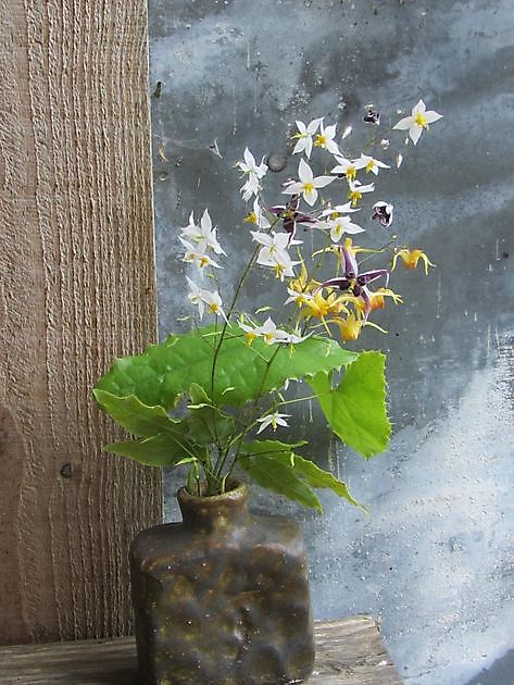  - Het Tuinpad Op / In Nachbars Garten