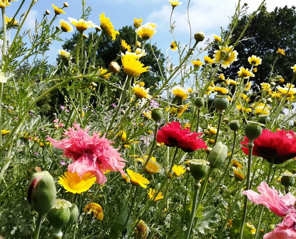  - Het Tuinpad Op / In Nachbars Garten